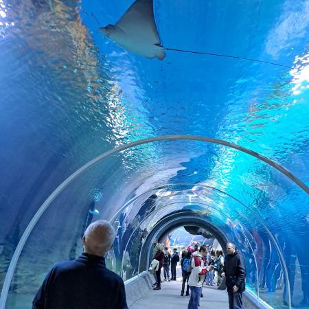 Wyświetl większy obrazek Tunel podwodny w oceanarium. nad głową uczestnika wycieczki przepływa płaszczka